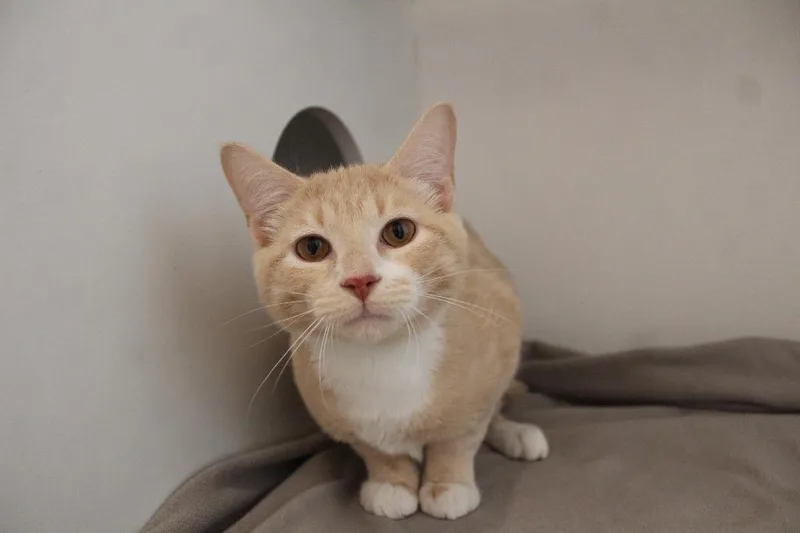 Lil' Biscuit thumbnail 3