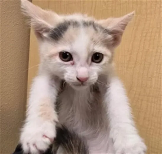 A baby small-sized female Domestic Short Hair cat named Soybean for adoption in Riverside, CA