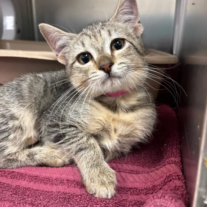 A baby small-sized female Brown / Chocolate Domestic Short Hair cat named Kahlua for adoption in Lakeland, FL