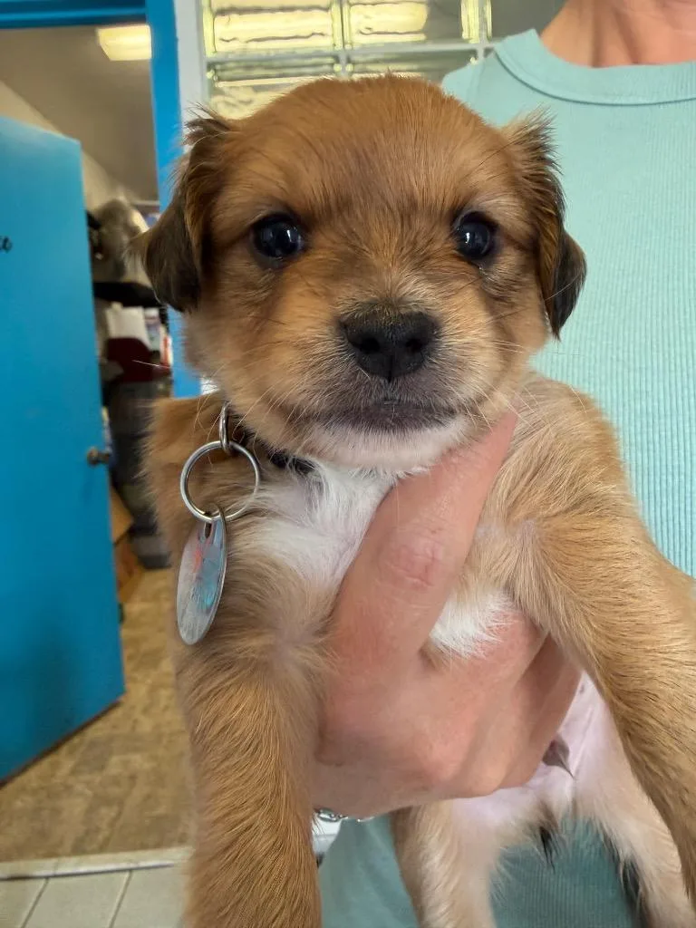 A baby medium-sized male Chihuahua dog named Espeon for adoption in Reno, NV