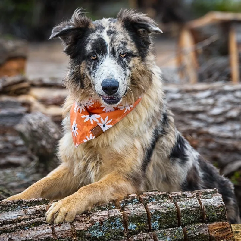 A young medium-sized female Brown / Chocolate Australian Shepherd dog named Mollie for adoption in Clarinda, IA
