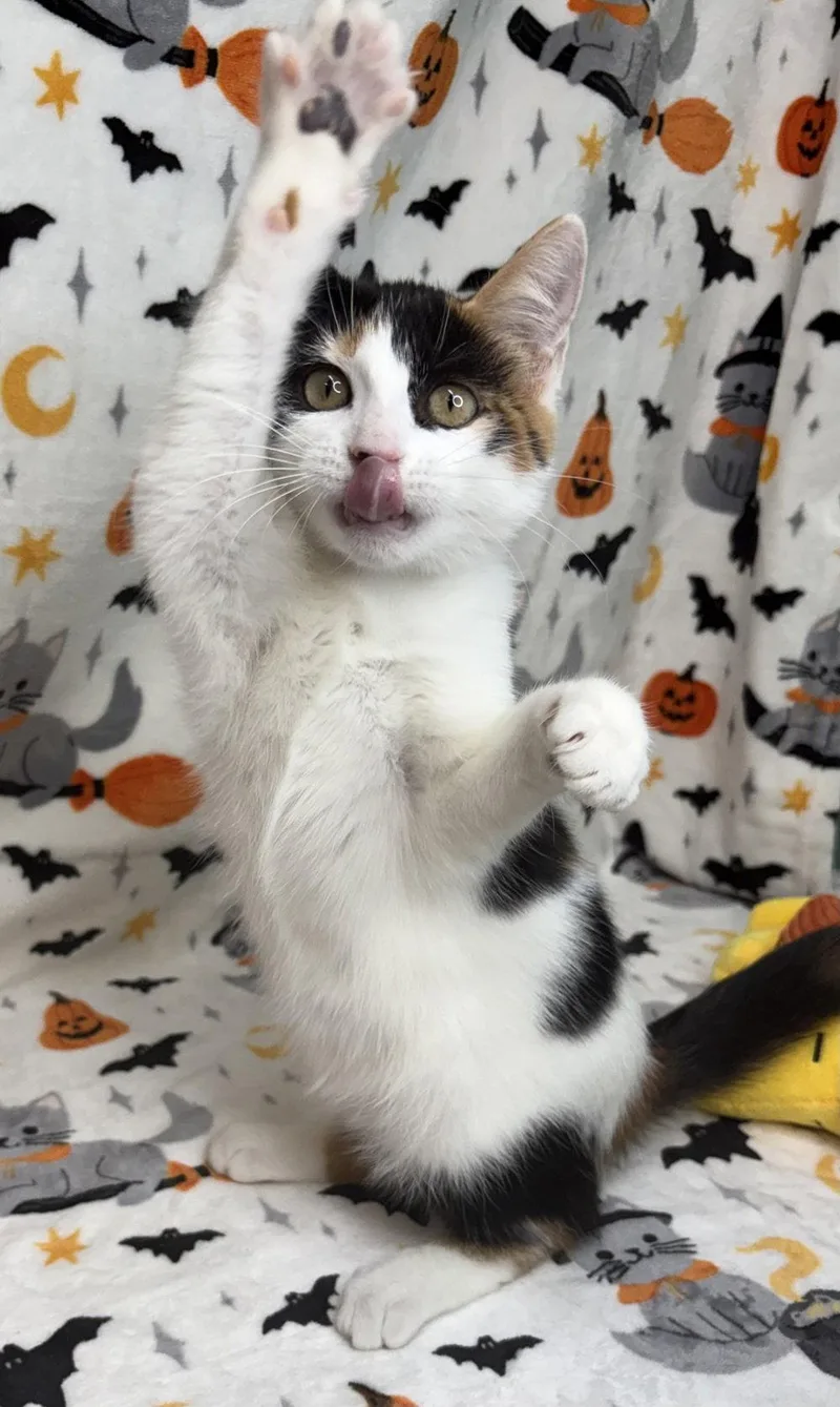 A baby medium-sized female Domestic Short Hair cat named Sushi for adoption in Wetumpka, AL