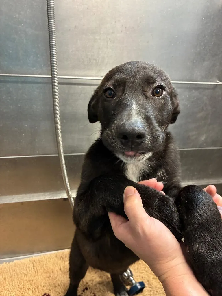 A baby medium-sized male Labrador Retriever dog named Bullfrog for adoption in Bloomington, IN