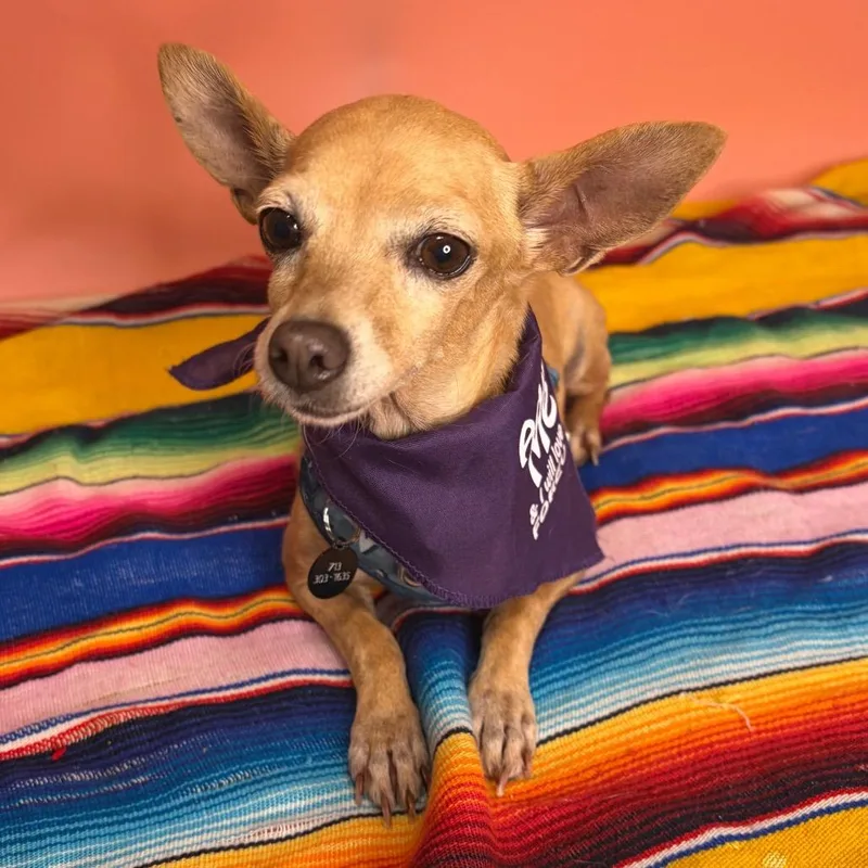 A senior small-sized female Yellow / Tan / Blond / Fawn Chihuahua dog named Pumpkin for adoption in San Antonio, TX
