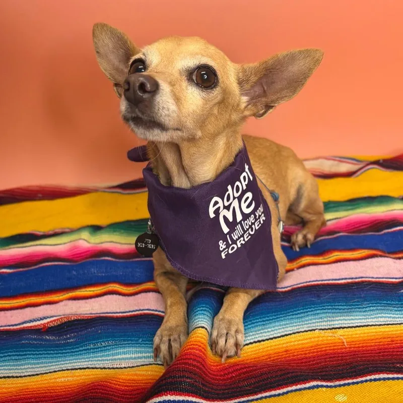 Pumpkin thumbnail 5