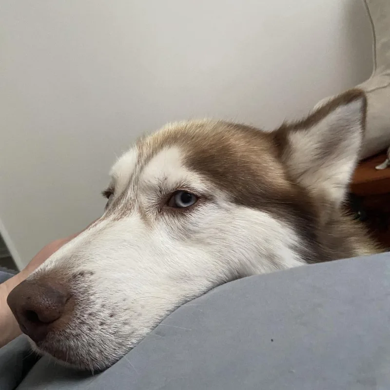 An adult large-sized male Husky dog named Jasper for adoption in Harrisonburg, VA