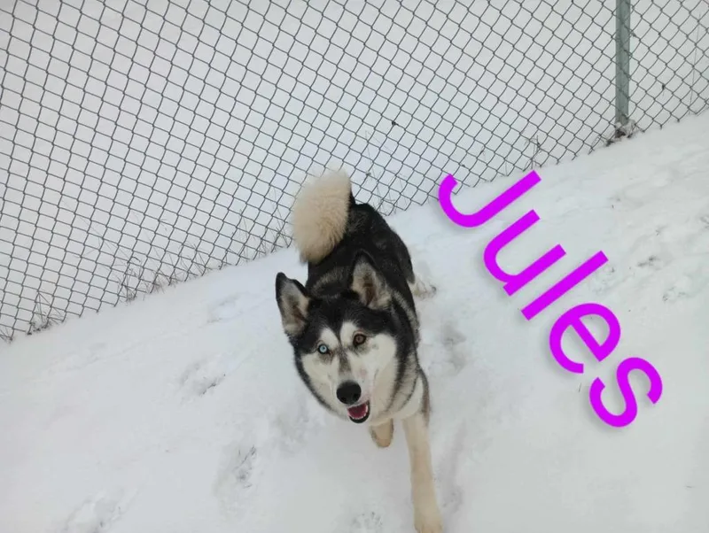 Jules thumbnail 3