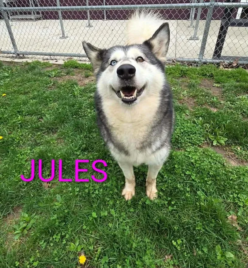 Jules thumbnail 4
