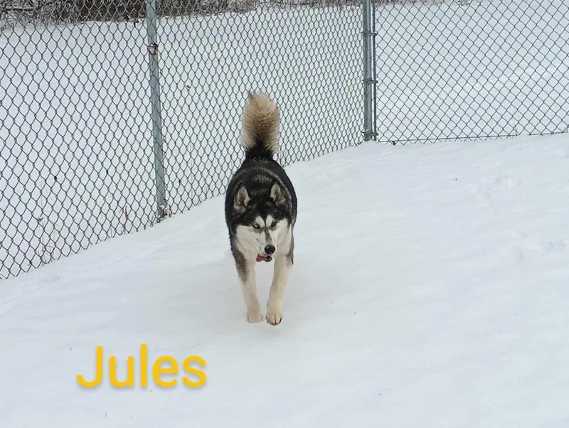 Jules thumbnail 5