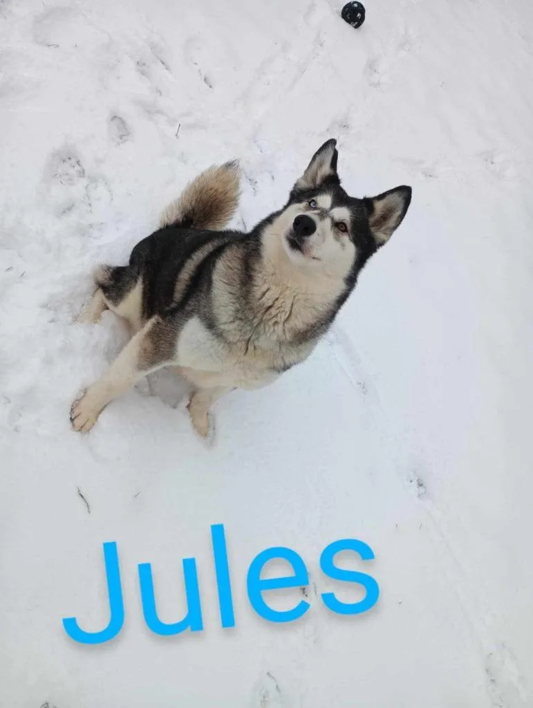 Jules thumbnail 6
