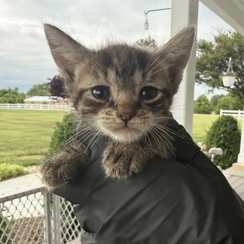A baby small-sized female Brown / Chocolate Domestic Short Hair cat named Poppet for adoption in Alexandria, VA