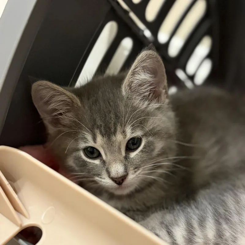 A baby medium-sized male Gray / Blue / Silver Domestic Short Hair cat named Irvine for adoption in Long Beach, CA