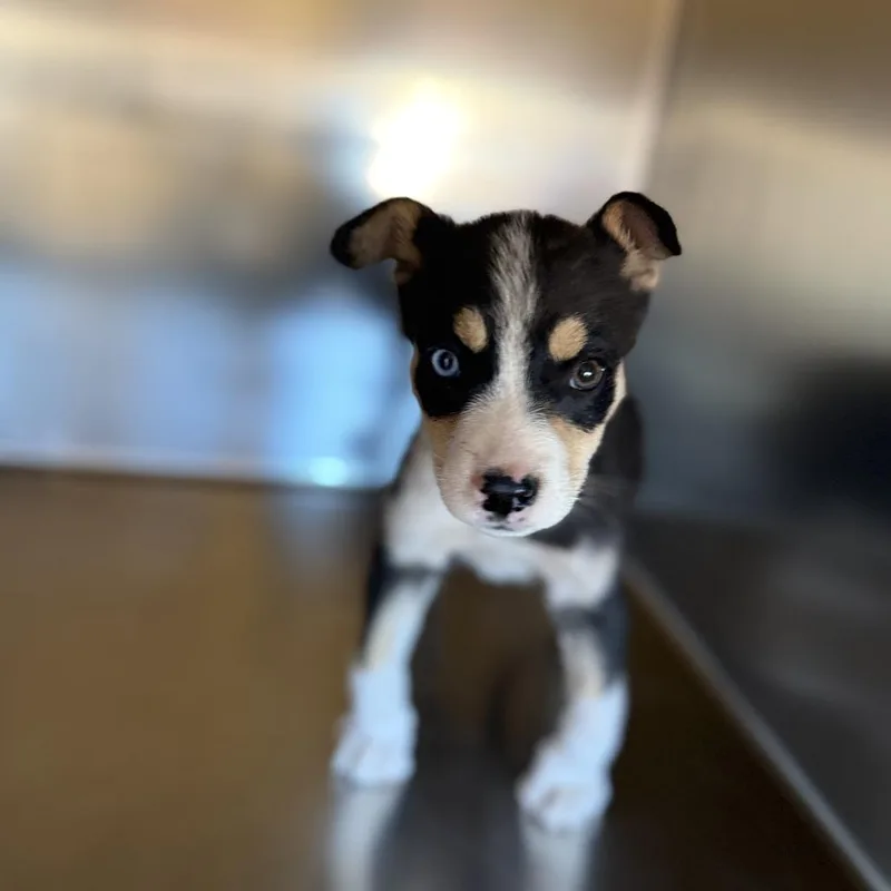 Sadie thumbnail 2