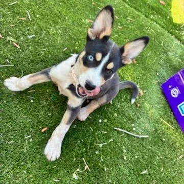 Sadie thumbnail 4