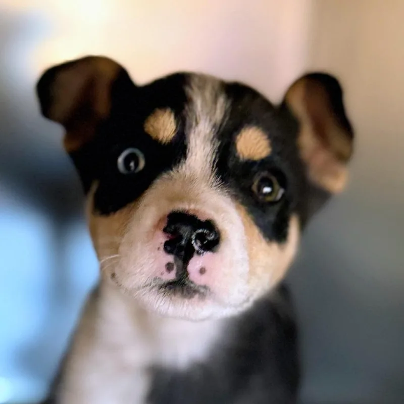 Sadie thumbnail 5