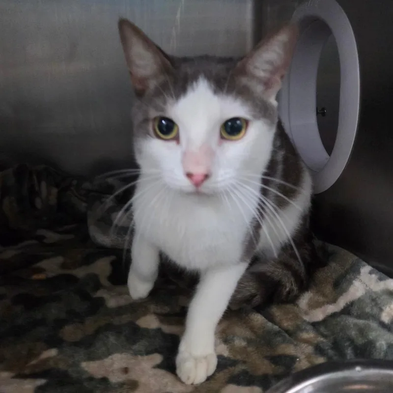 A young medium-sized male White Domestic Short Hair cat named Wallace for adoption in Lakeland, FL