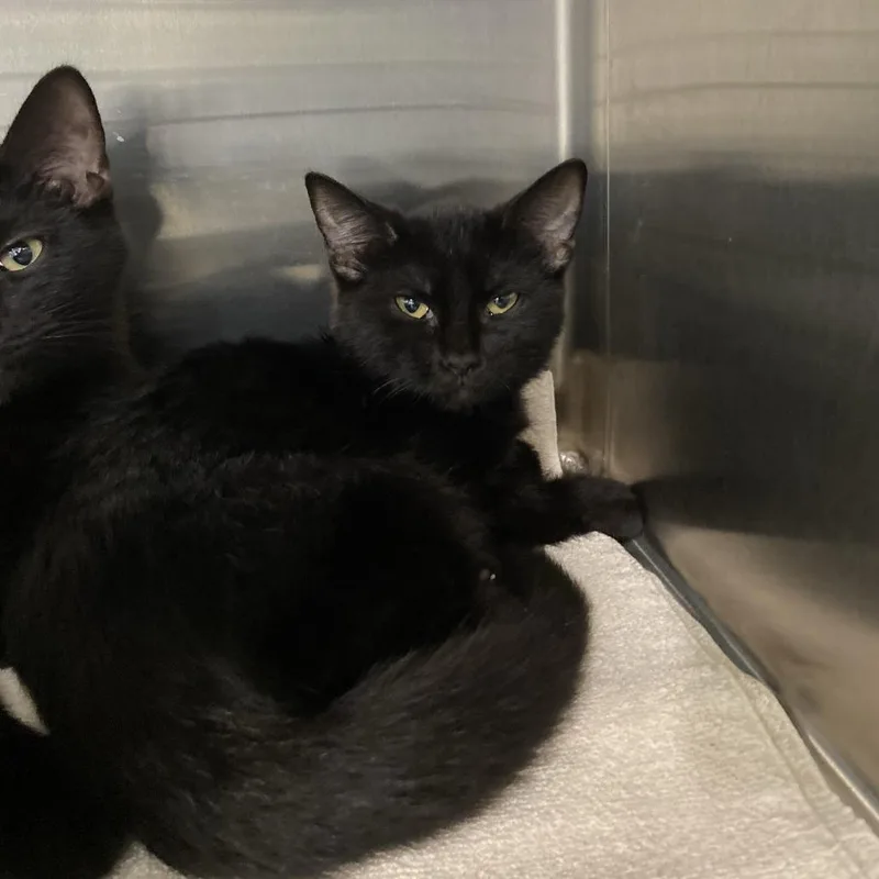 A baby small-sized female Domestic Short Hair cat named Doberman for adoption in Washington Township, OH