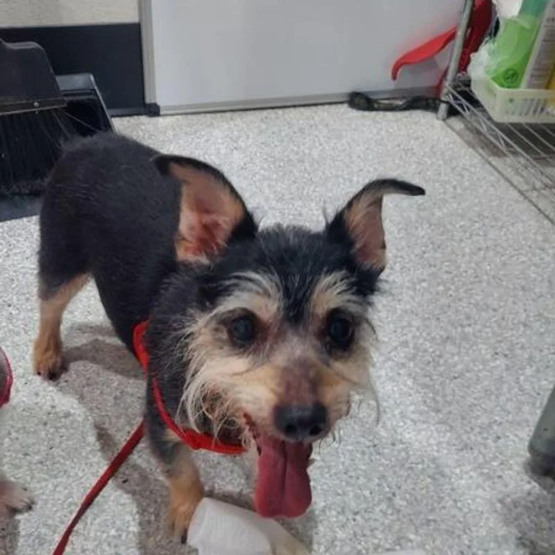 A senior medium-sized female Terrier dog named Annie for adoption in Lake Havasu City, AZ