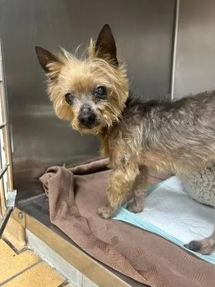 A senior small-sized female Yorkshire Terrier dog named Ariel for adoption in Gainesville, FL