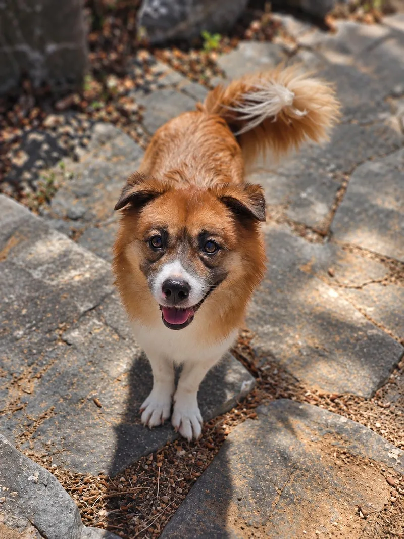 An adult medium-sized male Border Collie dog named Liam for adoption in Duluth, GA