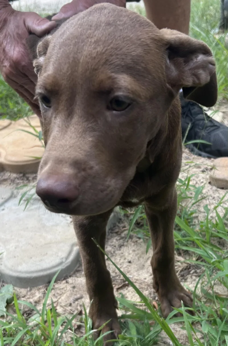 A young medium-sized male Brown / Chocolate Chocolate Labrador Retriever dog named Buzz for adoption in Pine Bluff, AR