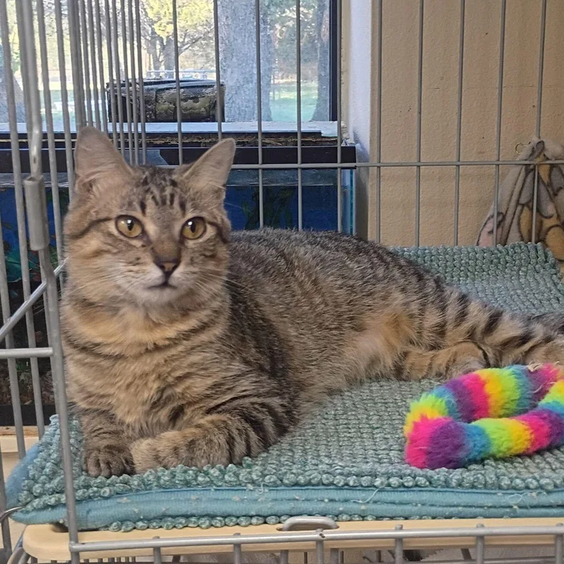 A young medium-sized female Domestic Short Hair cat named Meadow for adoption in Kerrville, TX