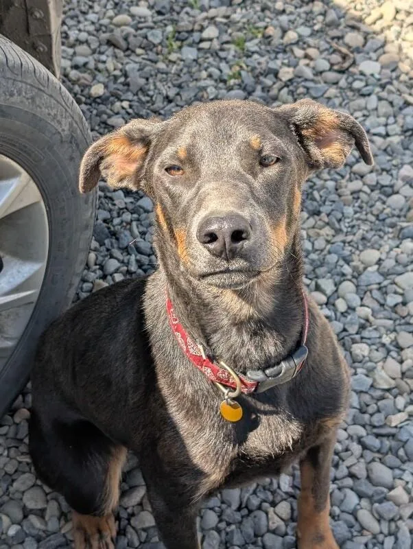 An adult large-sized male Black Doberman Pinscher dog named Debo for adoption in renton, WA