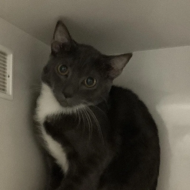 A young medium-sized male Gray / Blue / Silver Domestic Short Hair cat named Dot for adoption in Redwood City, CA