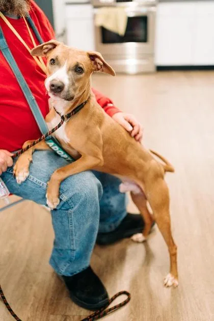 An adult medium-sized male Mixed Breed dog named Simba for adoption in West Chester, PA