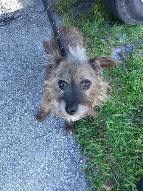 An adult small-sized male Cairn Terrier dog named Colton for adoption in Fort Lauderdale, FL