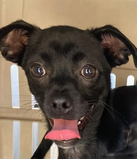 A baby small-sized female Rat Terrier dog named Coco for adoption in Dallas, TX