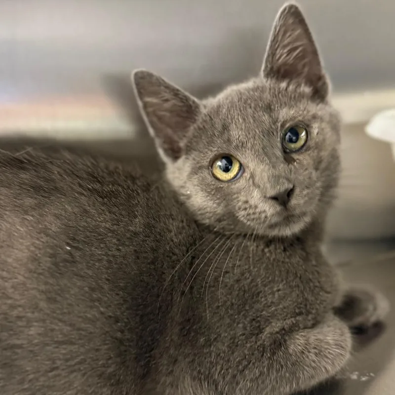 A baby small-sized male Gray / Blue / Silver Domestic Short Hair cat named Aslan for adoption in Ridgely, MD