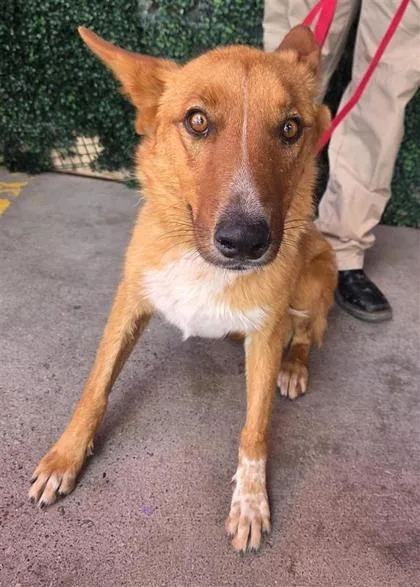 An adult large-sized male Brown / Chocolate Australian Shepherd dog named Boy for adoption in El Paso, TX