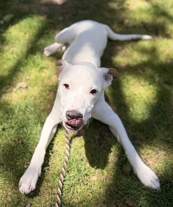 A young medium-sized male Pit Bull Terrier dog named Max for adoption in Dublin, CA
