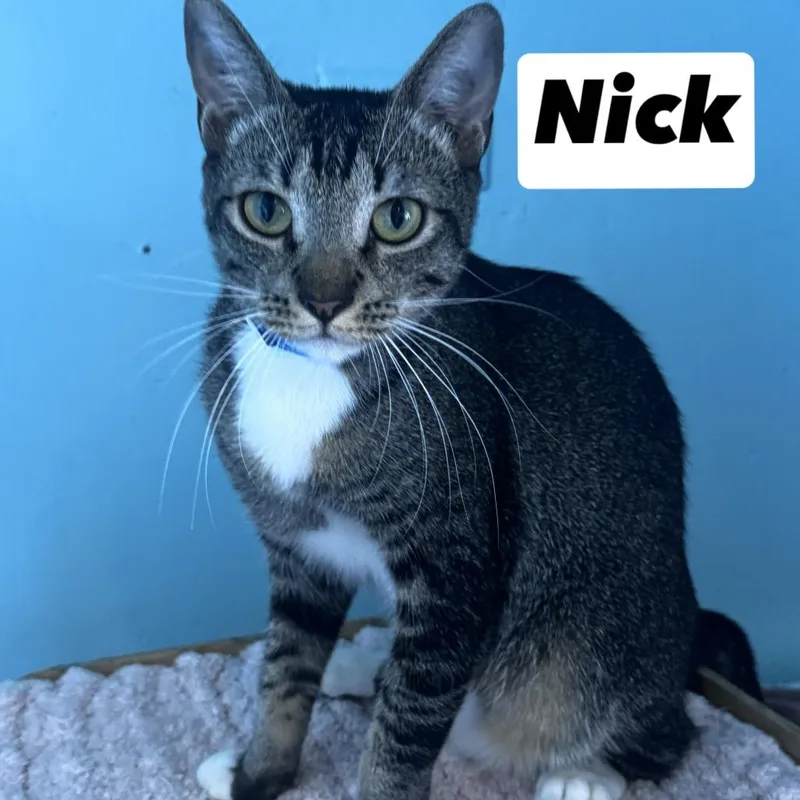 A young small-sized male Gray / Blue / Silver Domestic Short Hair cat named Nick for adoption in San Diego, CA
