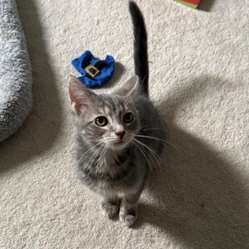 A baby small-sized male Gray / Blue / Silver Domestic Medium Hair cat named Larry for adoption in Gibsonia, PA