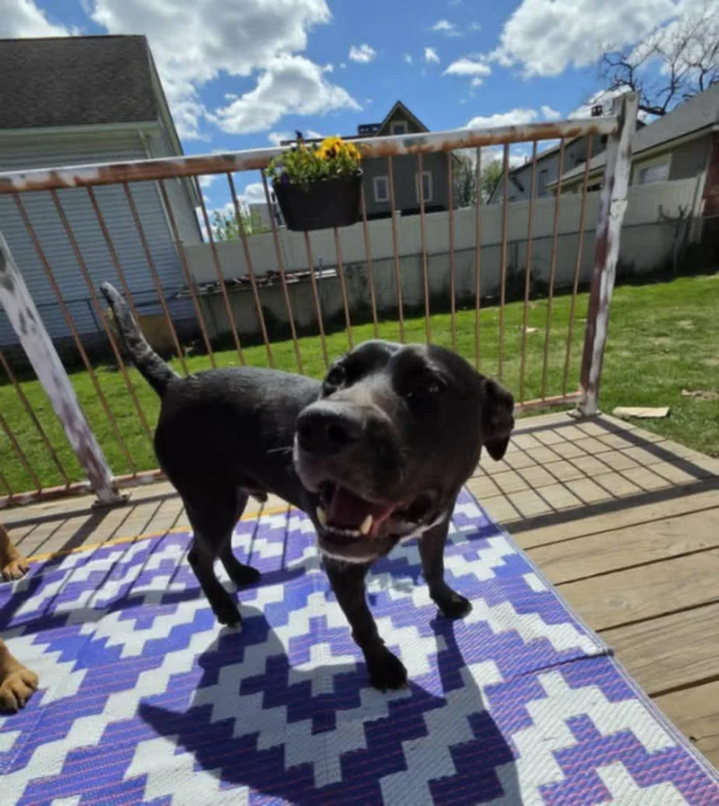 An adult large-sized male Black Pit Bull Terrier dog named Cheetos for adoption in Wantagh, NY