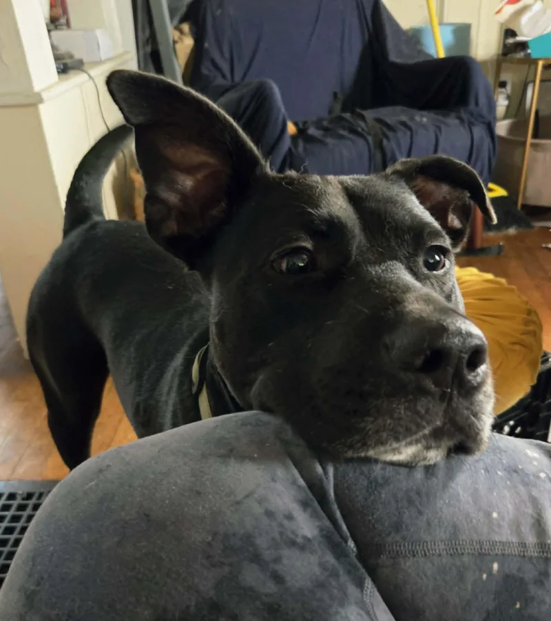 Cheetos thumbnail 4