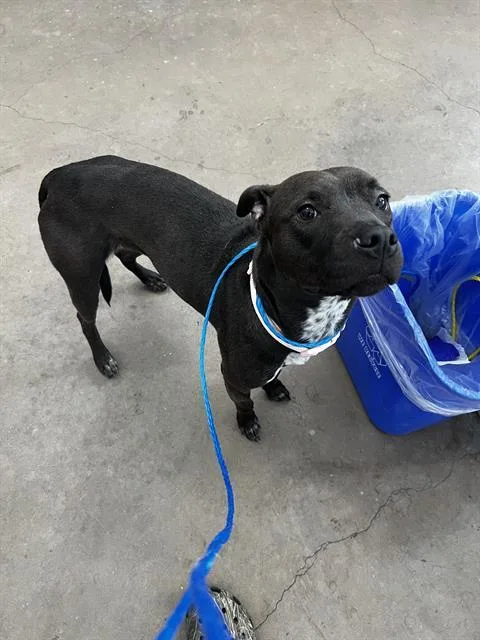 A young medium-sized female Mixed Breed dog named Nina for adoption in Dallas, TX