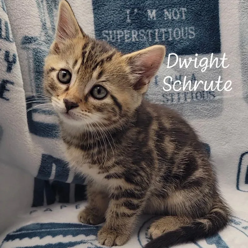 Dwight Schrute