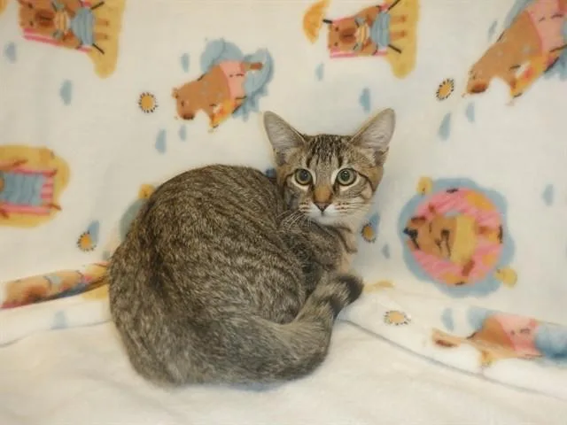 A baby small-sized female Domestic Short Hair cat named Wanda for adoption in San Jose, CA