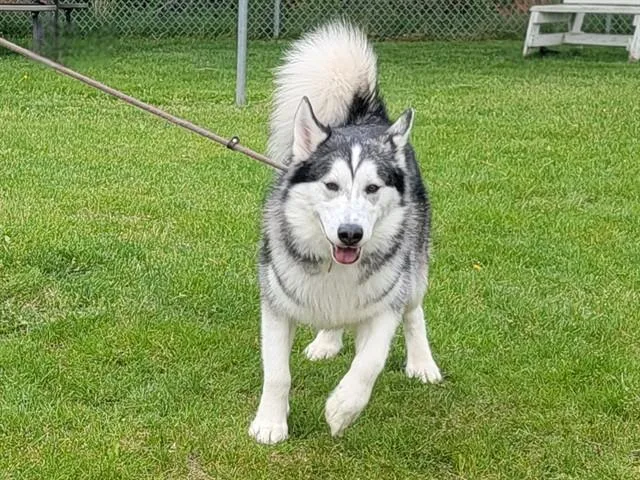 An adult large-sized male Alaskan Malamute dog named Bendu for adoption in Colorado Springs, CO