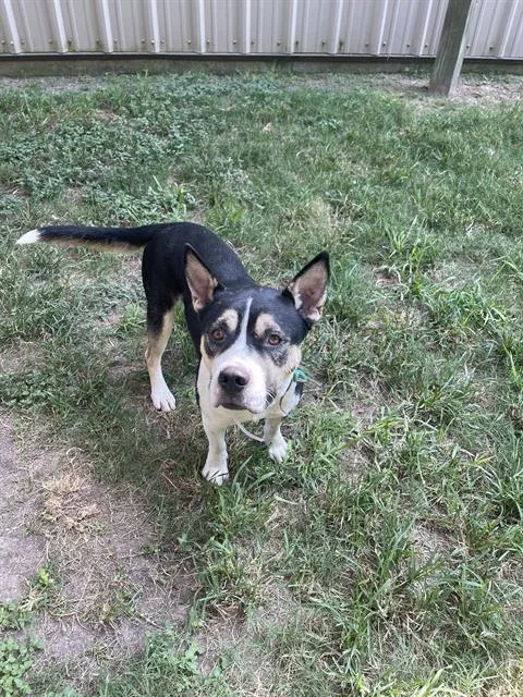 An adult medium-sized male Staffordshire Bull Terrier dog named Tyko for adoption in Houston, TX