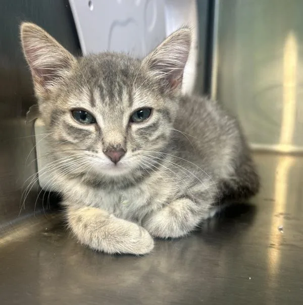 A baby small-sized female Domestic Short Hair cat named Whiskerini for adoption in Sioux City, IA