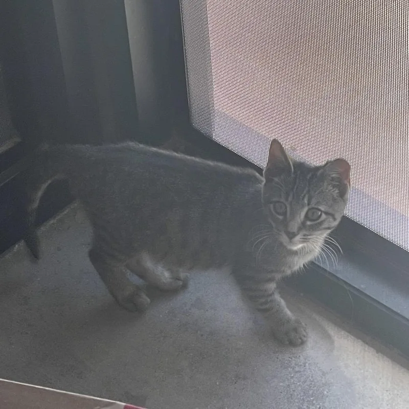 A baby small-sized male Brown / Chocolate Domestic Short Hair cat named Messi for adoption in Leander, TX