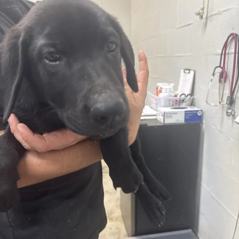 A baby large-sized male Black Labrador Retriever dog named Aoi for adoption in Clanton, AL