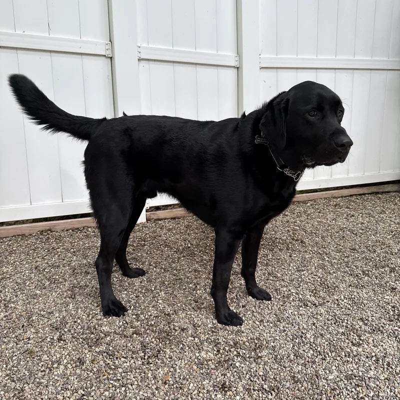A young large-sized male Black Labrador Retriever dog named Thor for adoption in Novi, MI