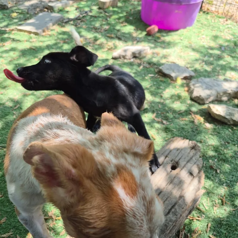 A baby medium-sized female Black Labrador Retriever dog named Ryder for adoption in Royse City, TX