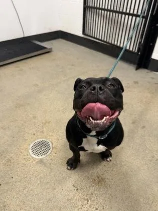 A young medium-sized female Black Pit Bull Terrier dog named Claire for adoption in Cleveland, OH