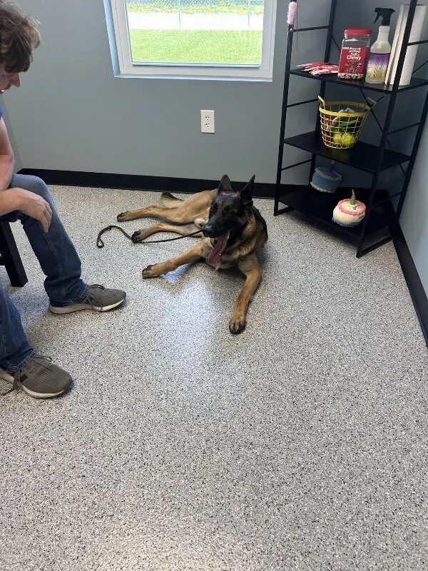 An adult large-sized male Yellow / Tan / Blond / Fawn German Shepherd Dog dog named Major for adoption in bellefontaine, OH